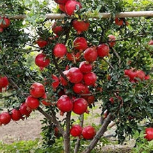 Giant Pomegranate Seeds for a sweet addition to the home orchard