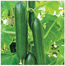 Diva F Cucumber Seeds for home growers seeking a reliable harvest