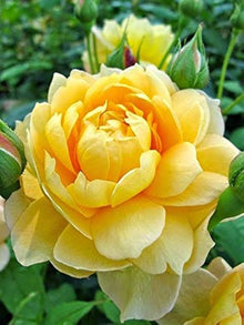 Yellow Rose DIY Garden Seeds for gardeners building out beds and borders