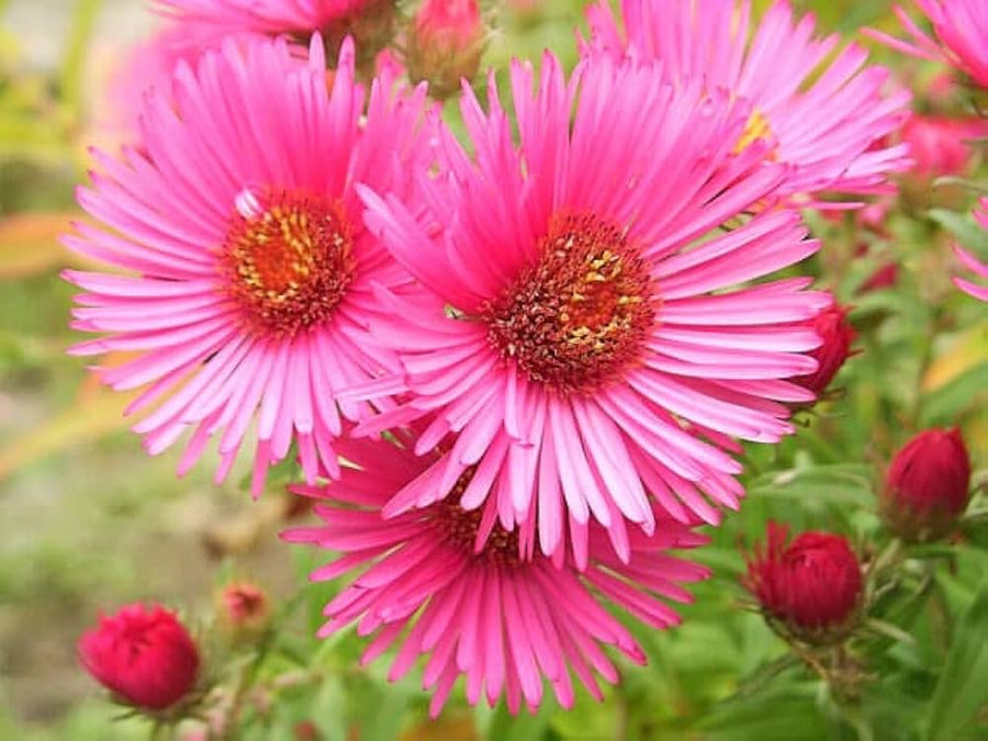 Aster Amellus Seeds for planting in flower bed