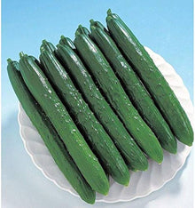 Soarer Hybrid Cucumber Seeds (Cucumis sativus) for productive rows in the Vegetable Patch