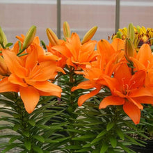 Lily Lilium Hybrida Seeds for a bright addition to the Borders, Pots, and Seasonal Color