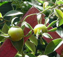 Calypso Orange Ornamental Hot Pepper Seeds (Capsicum annuum) for a reliable harvest in the backyard garden and spicy ornamental use