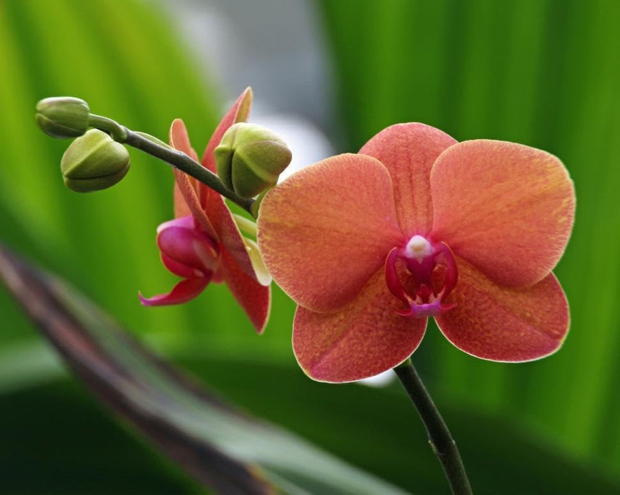Orange Rhynchostylis Orchid Rhynchostylis gigantea for planting in orchid garden