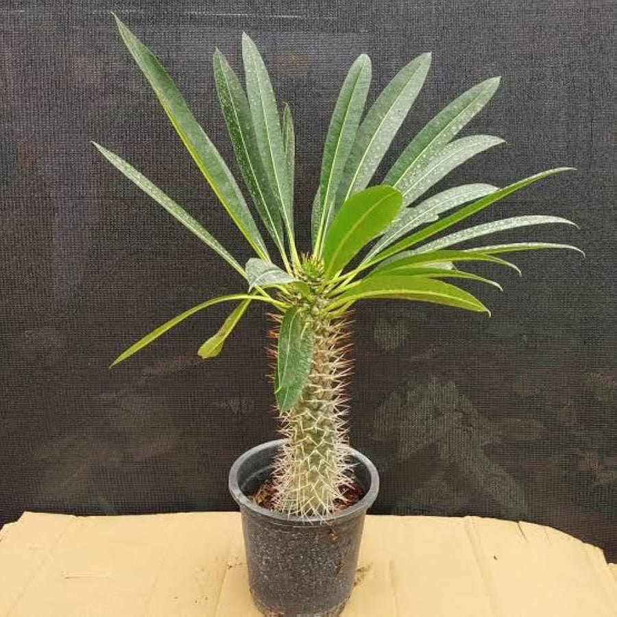 Buddha Belly Plant seeds