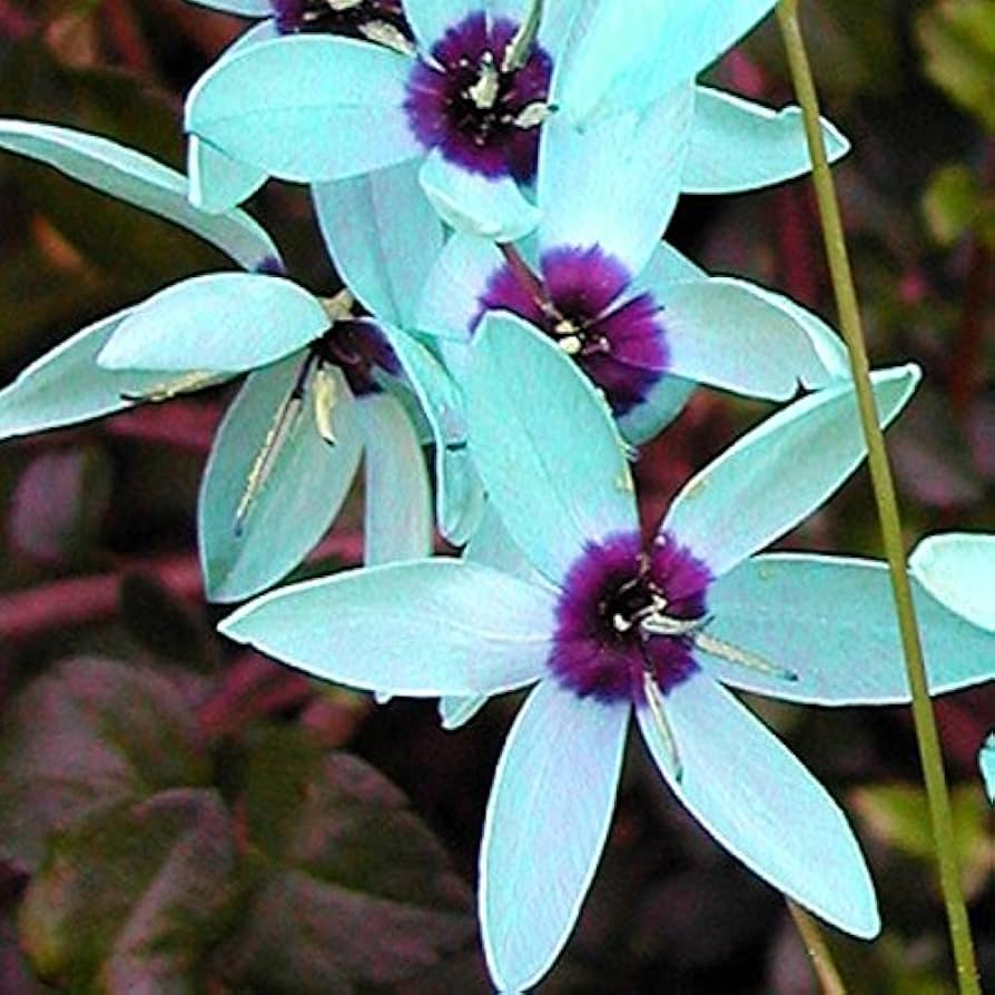 Turquoise Ixia Ixia viridiflora flower seeds for planting in home garden pots - for planting in home garden