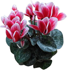 Cyclamen Cyclamen Persicum Flower Seeds for Planting – Shade-Loving Blooms for Pots and Decorative Gardens