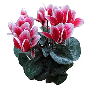 Perfume Lily Flower - for planting in home garden