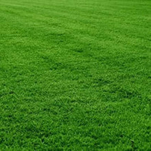 Lawn Seeds for a hardy addition to the landscape