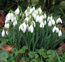 Snowdrop Seeds (Galanthus nivalis) for growers filling out the urban garden home garden