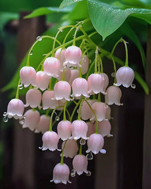 Lily Convallaria Majalis Lily of the Valley Seeds for a bright addition to the Shaded Garden Areas