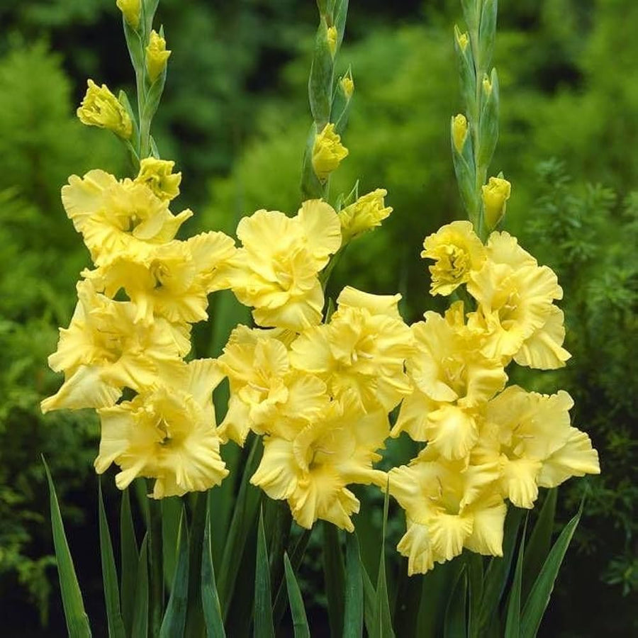 Yellow and red gladiolus flower seeds