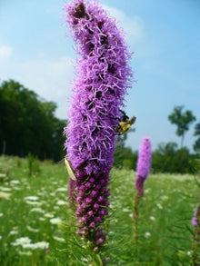Gayfeather Blazing Star Seeds (Liatris spicata) for a lasting display in the Flower Bed