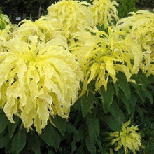 Amaranthus Amaranthus Tricolor Joseph's Coat Yellow Leaf Seeds for colorful blooms in the Garden Beds