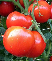 Vegetable Various Species Health Mix Seeds known for kitchen Fresh Harvest