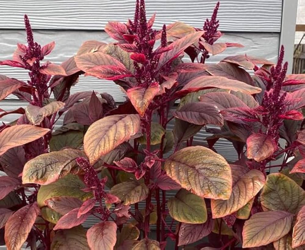 Amaranth Landscaping for planting in home garden.