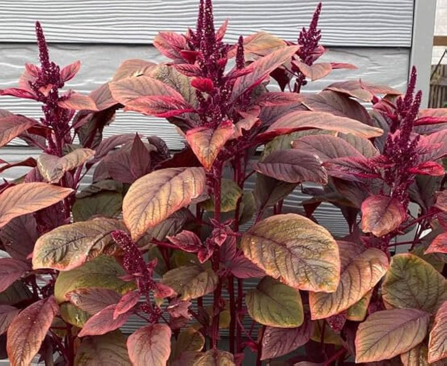 Amaranth Landscaping for planting in home garden.