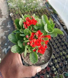 Kalanchoe Seeds (Kalanchoe blossfeldiana) for seasonal color across the indoor pots and sunny balconies