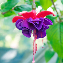 Fuchsia Seeds for a lasting addition to the Bonsai Hanging Flower Gardens