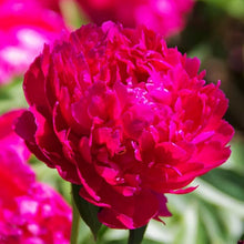Peony Seeds for reliable seasonal color