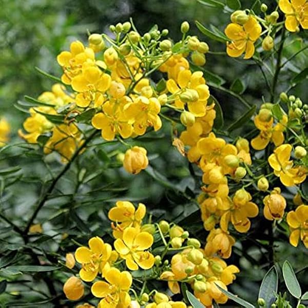 Bubble Senna Senna Corymbosa Seeds for planting in native landscape