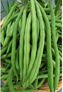 Kentucky Wonder Brown Pole Bean Seeds for a reliable harvest in the Home Vegetable Patch