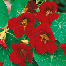 Nasturtium Seeds for reliable seasonal color