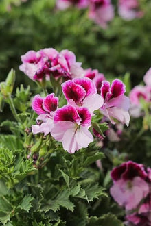 Mini Geranium Seeds for growers filling out the Pelargonium bed container garden