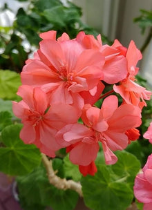 White & Red Geranium Seeds for gardeners building out beds and borders