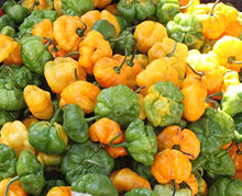 Scotch Bonnet Seeds (Capsicum chinense) for a lasting display in the Kitchen Garden