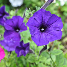 Petunia Seeds for gardeners building out beds and borders