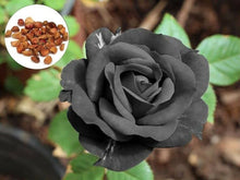 Rose Tree Seeds for a lasting addition to the landscape