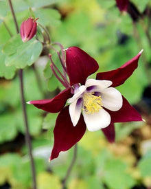 Columbine Aquilegia Vulgaris Red Calvario Seeds for a lasting display in the Pollinator-Friendly Home Gardens