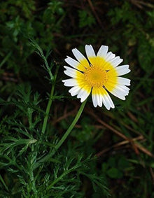 Daisy Chrysanthemum Coronarium Garland Flower Seeds for Planting – Edible Flower for Kitchen Garden and Decorative Beds