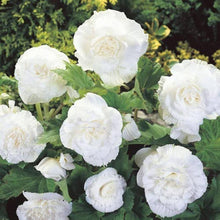 Nonstop tuberous white begonia Begonia × tuberhybrida flower seeds for planting in indoor pots - for planting in home garden
