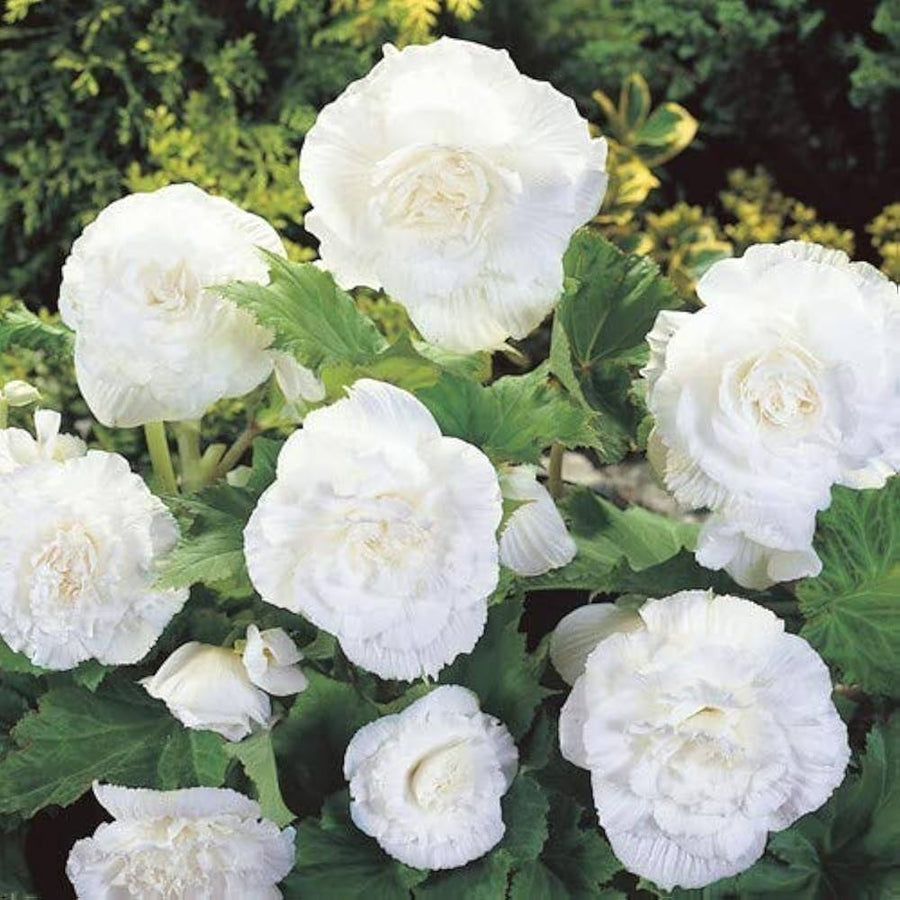 Nonstop tuberous white begonia Begonia × tuberhybrida flower seeds for planting in indoor pots - for planting in home garden