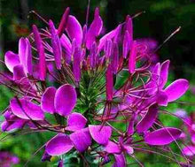 Radiata Seeds (Lycoris radiata) for colorful blooms in the Japanese Variety in Backyard Garden