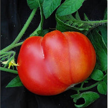 Organic Mortgage Lifter Tomato Seeds for growers stocking the Your Garden