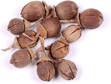 Crepe Myrtle Lagerstroemia Indica Tree Seeds for a lasting addition to the landscape