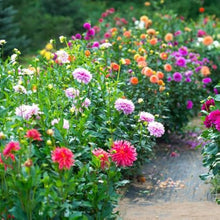 House Garden-Mary Seeds valued for natural Growth, Multi-Color Italian Imported - Seeds
