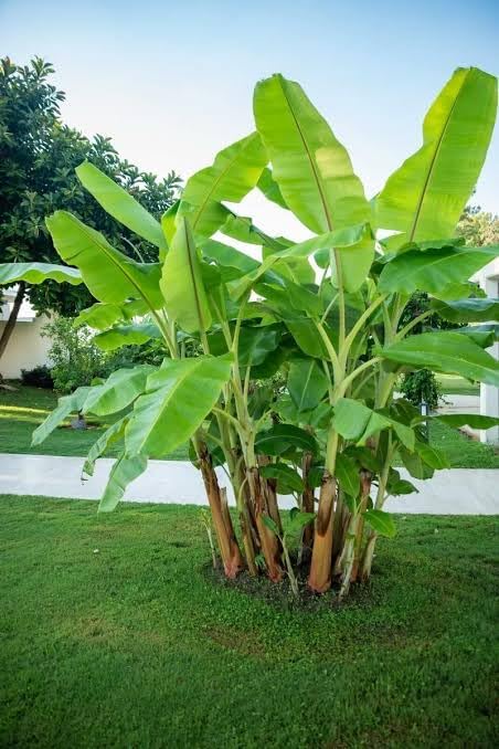 Organic Banana – Musa spp. – for planting in home garden