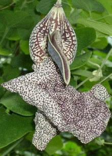 Aristolochia flower seeds