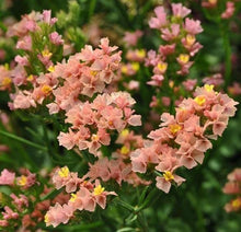 Apricot Statice Seeds grown for elegant Dried Flowers