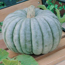 Blue Doll Pumpkin Seeds for home growers seeking a reliable harvest