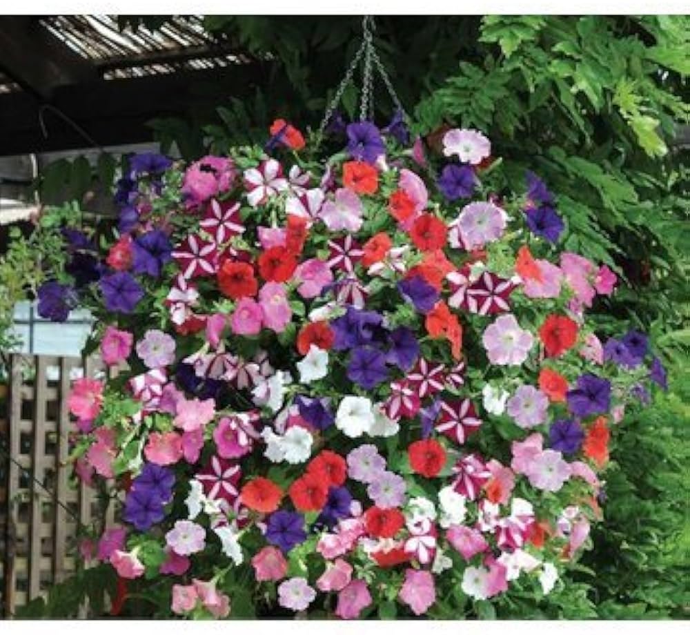 Light Green Mixed Petunia (Petunia spp.) for bonsai and balcony garden