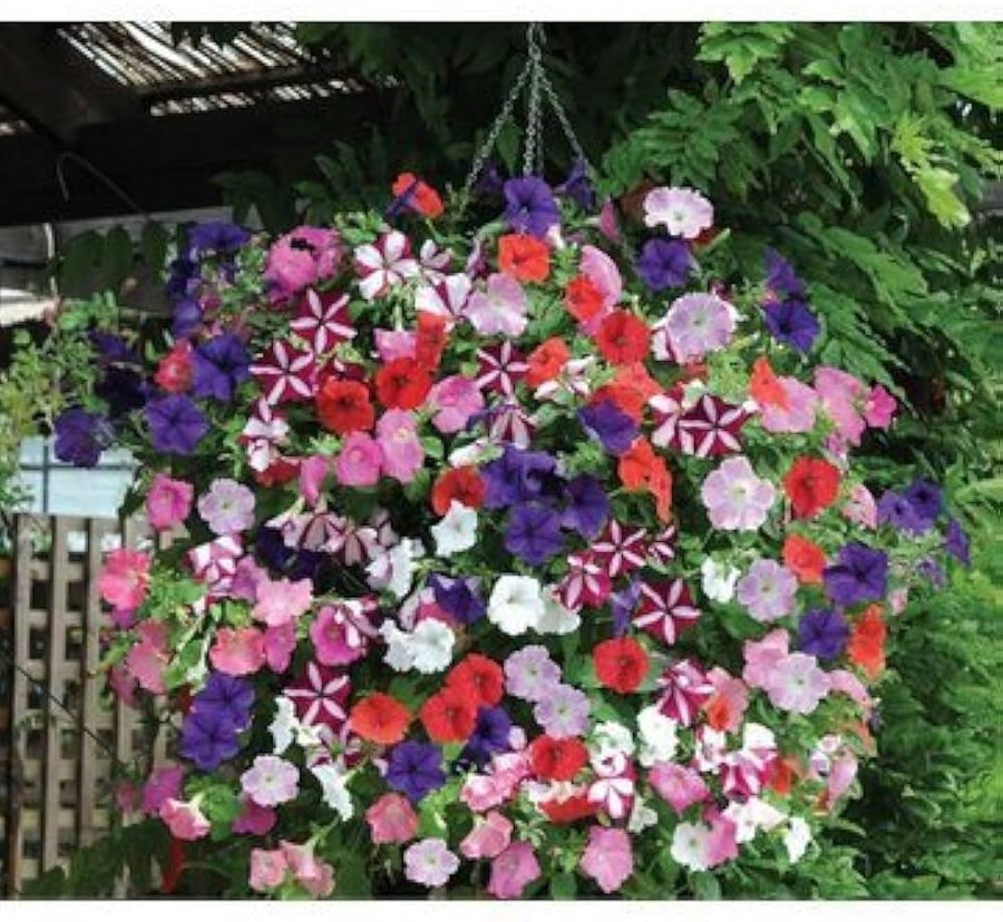 Light Green Mixed Petunia (Petunia spp.) for bonsai and balcony garden