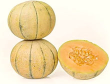 Ivory Gaya Melon – Cucumis melo – for vegetable garden