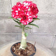 Desert Rose Mixed Petal Seeds for a colorful addition to any planting
