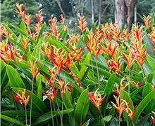 Heliconia Sclerotricha Seeds (Heliconia sclerotricha) for colorful blooms in the tropical gardens and flower beds