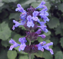 Nepeta Seeds (Nepeta spp.) for seasonal color across the home gardens and herb beds